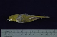 藏品(綠繡眼)的圖片